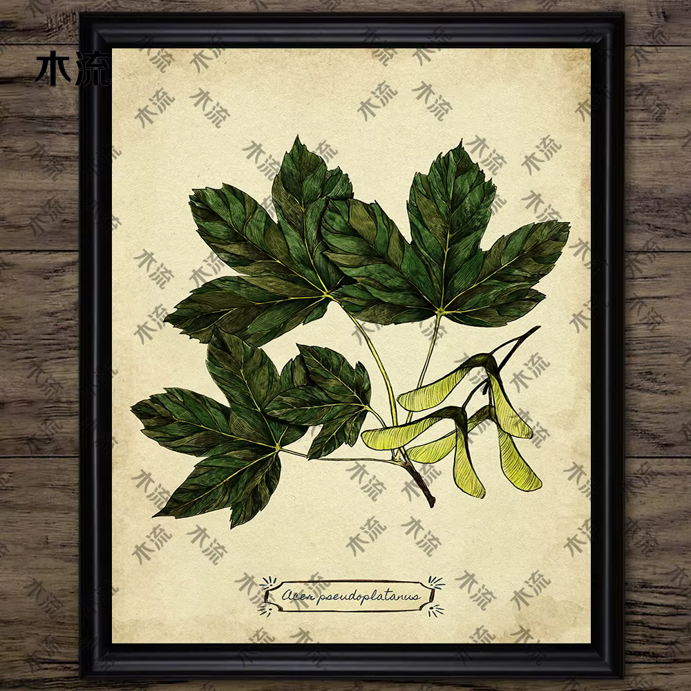 Peinture sur toile d'art mural vintage, illustration de plante de feuilles, art de connaissance d'arbre, impression d'affiche, décoration à la maison, sans cadre